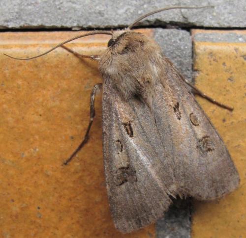 Réf. 260 285 : Agrotis exclamationis